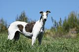 GREYHOUND 009